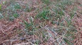 Smallest frog in New Hampshire