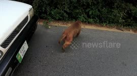 Monkey Attack Pakistan