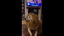 Cute Labrador wears a lion mane costume and looks adorable - hilarious!