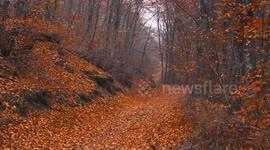 Unique earthy autumn colors as trees shed their leaves in a mountain forest in northern Greece