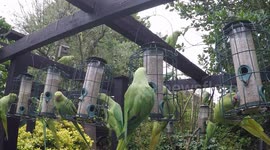 Greedy Ring Necked Parakeets take over bird feeders !