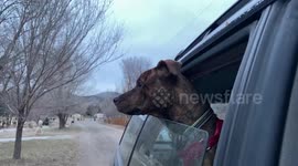Herd of Elk in west Loveland
