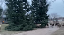 Herd of elk surrounds car just outside of loveland