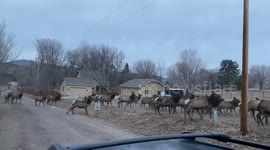 Herd of elk running and bellowing as they migrate