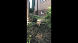 This is Tommy the puppy without paws.  and his friend Sherkhan the dog, who is 16 years old.
