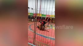 Terrifying moment tiger attacks trainer during circus show in northern China