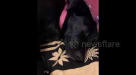 Italy: Before And After You Get To Know A Puppy