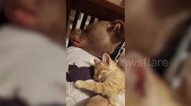 This patient pit bull has become best of friends with an adorable three-legged kitten