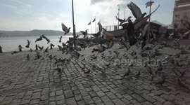 slow flight of pigeons in the city of istanbul