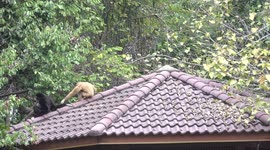 A family of cute white faced gibbons living and playing in the wild, at a park in Thailand.