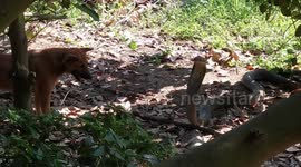 Brave pet dogs square up to huge king cobra that slithered into their garden