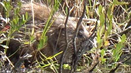 Muskrat Love