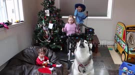 Howling Alaskan Malamute dog upstages children's Christmas concert
