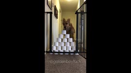 Should hurdling toilet paper rolls be considered Dog Olympics sport?