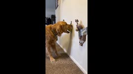 Mystified dog surprised to see toys taped on wall, yet secures favorite one