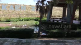 Dozens of Capybara rodents walk in single-file along wooden bridge