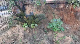 Rescue of a Spectacle Cobra