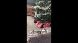 Cat climbing Christmas tree