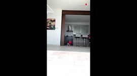 Two very cute puppies playing with a ball