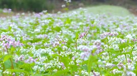 Drone footage showcases sea of blooming buckwheat flower in southern China
