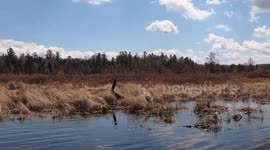 Awesome and very beautiful Canada Goose on the move in New Hampshire