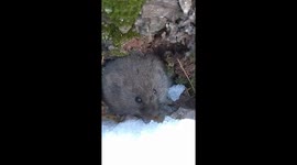 Fun and friendly cute Vole found in the woods. So fluffy and happy