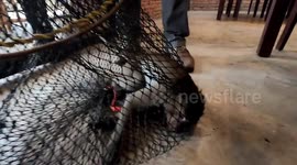 Wild monkey rampages through restaurant before playing dead when caught