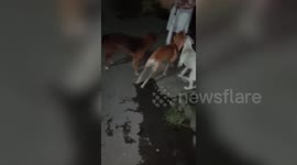 Mother And Daughter Feed Dogs Abandoned During Lockdown