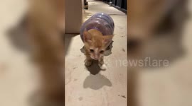 Adorable moment three kittens found hiding in water bottle