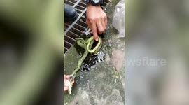 Rescue Team Use Lard To Free Snake From Glue Trap