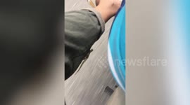 Lizard Clings To Motorcycle Rider's Leg