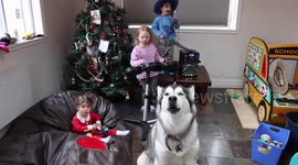 Our Alaskan Malamute Sojou Performs in Children's Christmas Concert and during Playback on Laptop