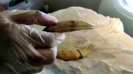 Big cat teeth discovered in smuggled package at south Indian airport