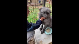 US 6-year-old has sweet interaction with fox at sanctuary