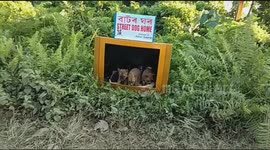 Innovative Indian man turns discarded TVs into kennels for street dogs