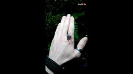 Whip spiders on Hand