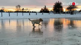 One year old yellow lab playing on the ice