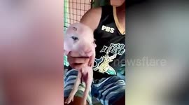 Piglet born with two heads in the Philippines