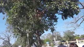 Man imitating Mahatma Gandhi climbs on tree demanding justice in central India