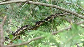 Timber Rattlesnake