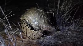 Temminck's Ground Pangolin