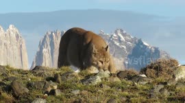 Puma Young Male Walking