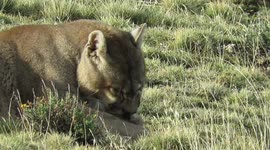 Puma Young Male Cleaning