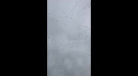 This is what hundreds of migrating geese flying over your head looks like