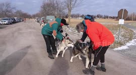 Alaskan Malamute Sojou and Klondike take our British Born son Joey out for the first tim on a scooter
