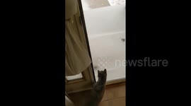 Cat has second thoughts at going outside when it takes one look at Minnesota blizzard