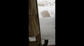 Cat sees sea of snow and reconsiders playing outside in Minnesota blizzard
