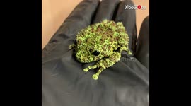 Vietnamese Mossy Frog Theloderma corticale