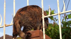 Stray cat rescued after falling on metal fence spikes