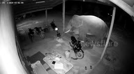 Hungry wild elephant caught on CCTV stealing food from patio